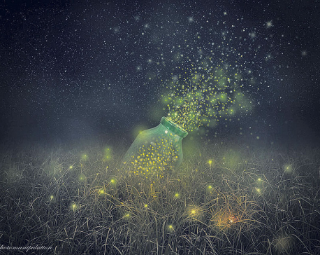 Beauty of  fireflies