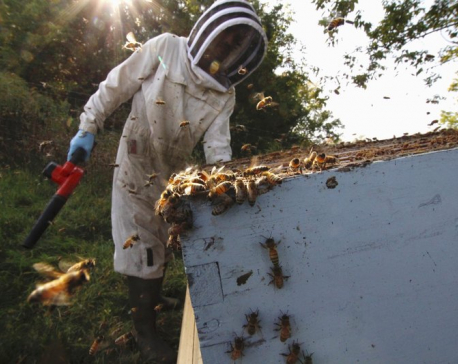 ‘Crazy’ beekeepers determined to make it in tough times