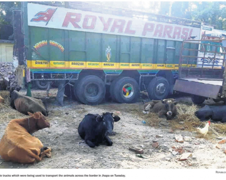 Police impound 4 trucks transporting bulls illegally to India