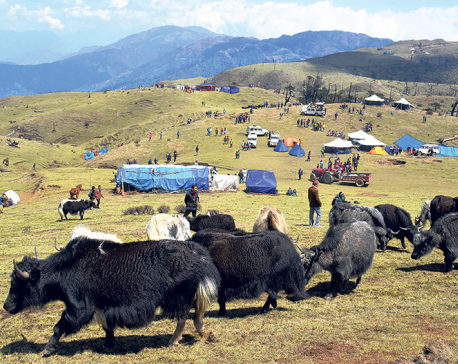 Chauri festival: A unique opportunity to be with the yaks in their abode
