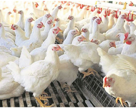 Bird flu detected in Kathmandu again