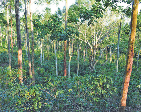 Agroforestry in climate change mitigation