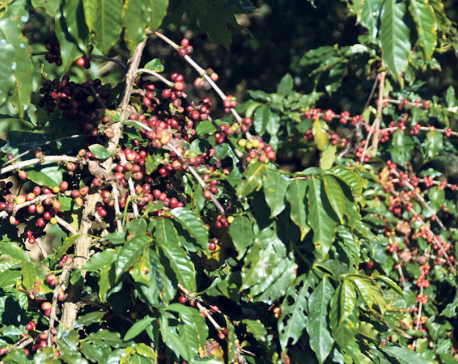 Heavy rains, frost damage coffee plants