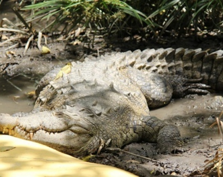 Crocodile found in Saptari