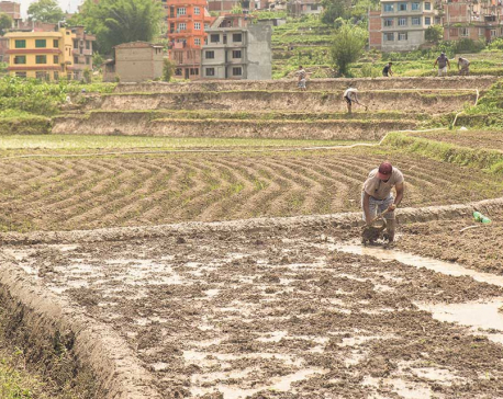 Only 15 percent of the arable land in Baglung has irrigation facilities