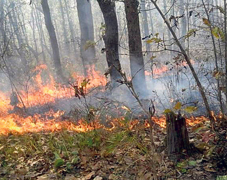 Bushfires destroy around 450 hectares of forest area in Baglung