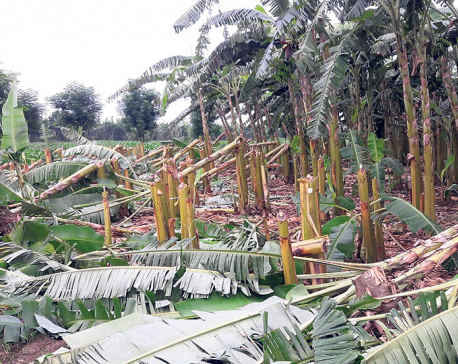 Unidentified group destroys banana plantations in Chitwan