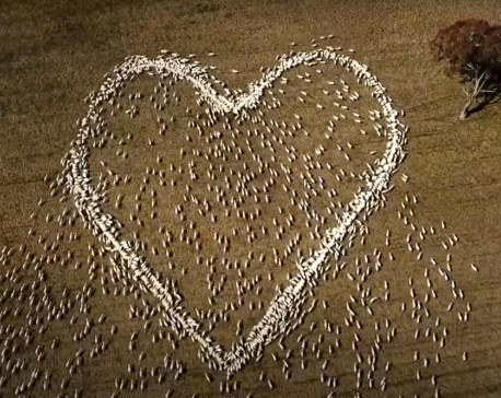 Australian mourns beloved aunt with heart-shaped love ewes