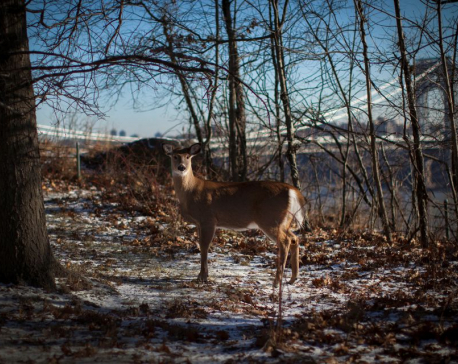 Discovery of Omicron in New York deer raises concern over possible new variants