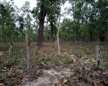 Rampant deforestation threatens community forests in Kailali