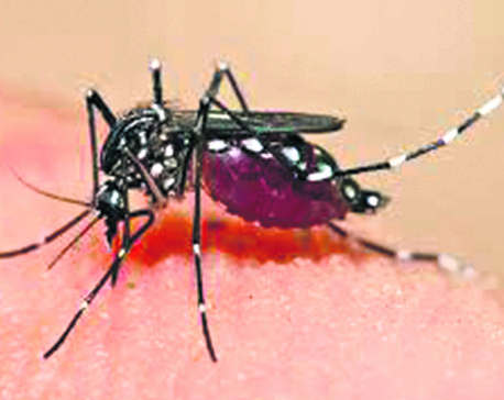 Fighting Dengue menace