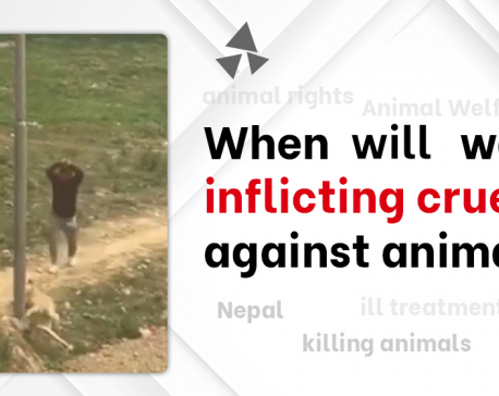 Animals are killed brutally time and again, but perpetrators are hardly booked