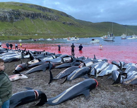 Slaughter of dolphins on Faeroes sparks debate on traditions