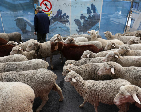 Sheep take over streets of Madrid for annual migration