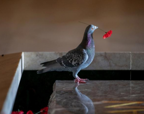 Poppy-stealing pigeon offers poignant reminder of war anniversary