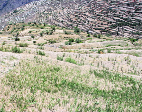 Drought damages crops in Mugu, water sources drying up