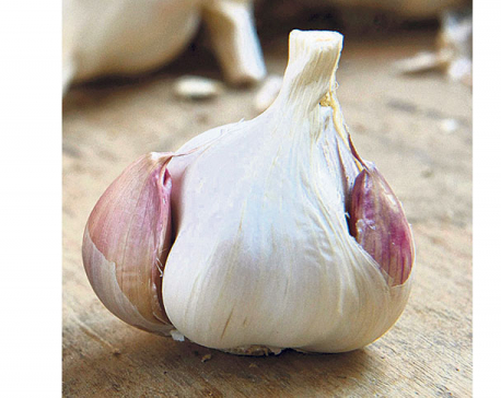 Dry garlic skyrockets to Rs 560 a kilo as import from China stops