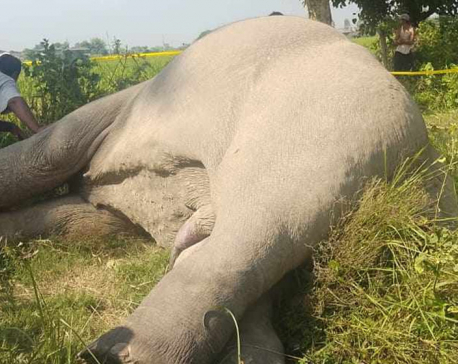 Wild elephant dies after being caught in electrical trap in forest