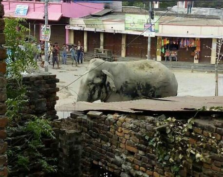 Wild elephant terrorizes Saptari, death toll reaches two (update)