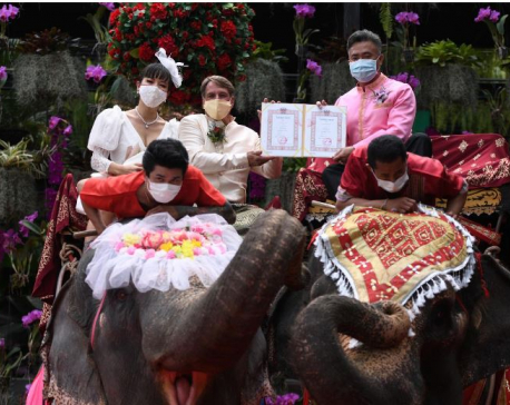 Couples in Thailand tie the knot on elephants on Valentine's Day