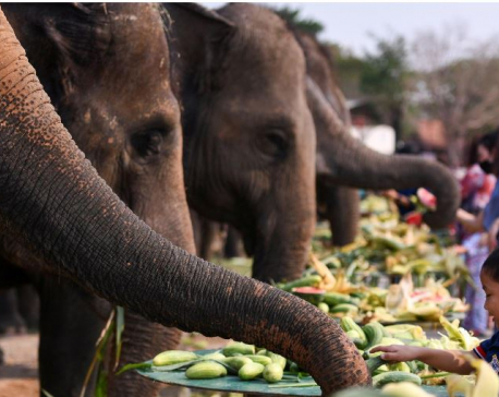 17th Chitwan Elephant and Tourism Festival from Dec 26