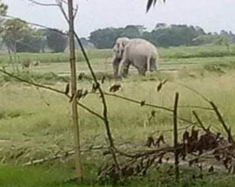 Wild elephants destroy paddy planted in around 20 bighas of land