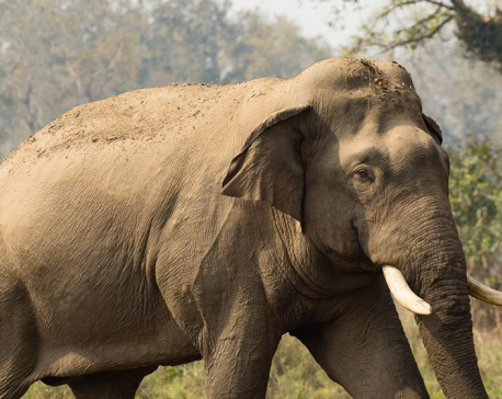 Dhrube elephant demolishes four houses in Chitwan