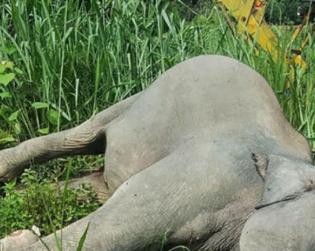 Elephant dies in Jhapa