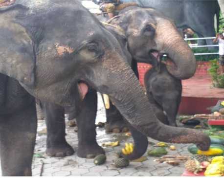 Controversy over organizing picnic for elephants in Chitwan