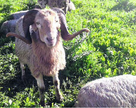 Farmers attracted to sheep farming in Myagdi
