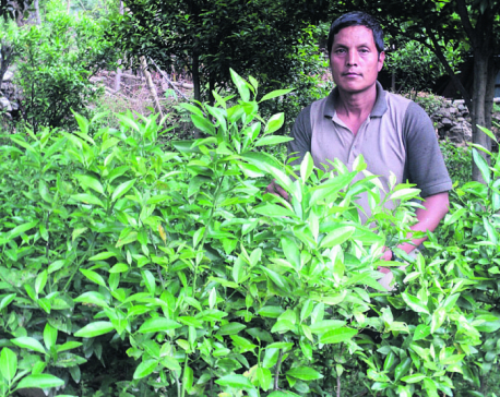 After disappointing jobs abroad, migrant workers find orange farming at home more profitable