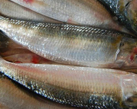 Local fish fail to get market as illegally imported Indian fish are rampant