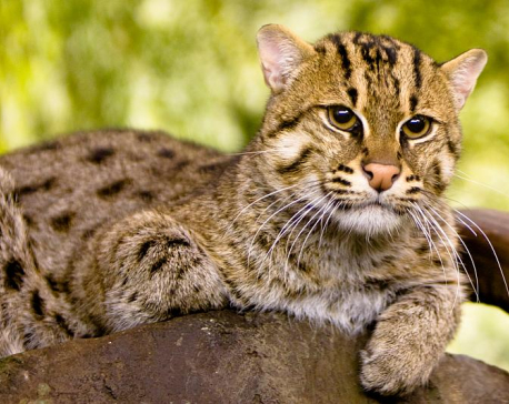 Conservation Status of Fishing Cats in Nepal