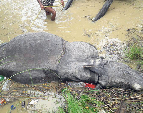 One-horned rhino and six deer found dead