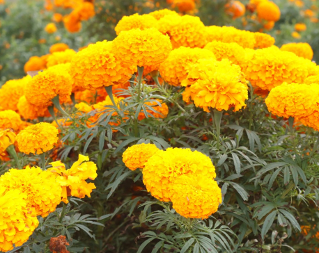 Scarcity of flowers and garlands during Tihar