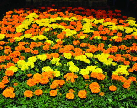 Kaligandaki exports flower worth Rs 2 million