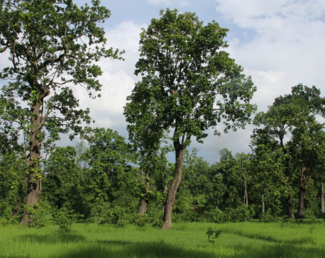 Nepal’s Community Forests:An Example to the World