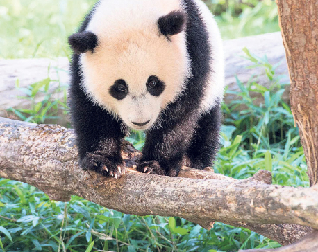 German zoo hopes to cure panda's bad walking habit with sex