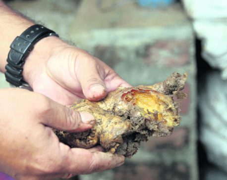 Ginger export from eastern Nepal affected yet again
