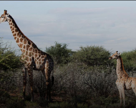 Scientists surprised to discover two dwarf giraffes in Namibia, Uganda