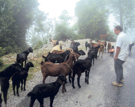Goat farming changes lives of Baitadi farmers