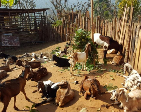 One youth in Gulmi earns more than  Rs 100 ,000 monthly from goat raising