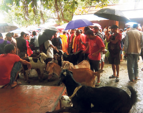 Goat price goes up as Dashain nears