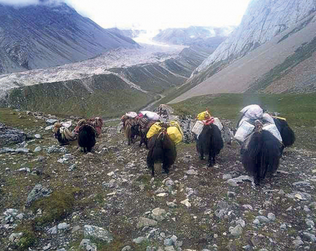 Gorkha locals head to Tibet to buy food stuff