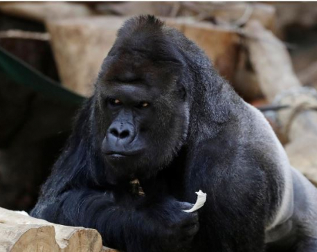 Gorilla loses appetite, lions develop cough after catching COVID-19 at Prague Zoo