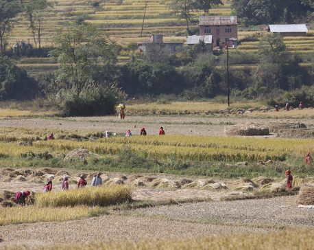Harvesting paddy  (photo feature)