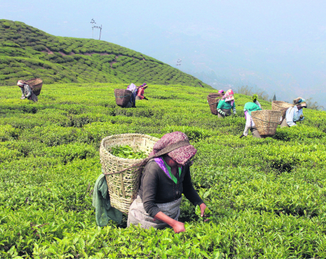 Human resource crunch affecting Ilam's tea business