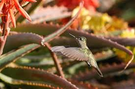 Hummingbird sanctuary provides respite from stresses of Bogota city life