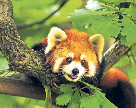 Hunters of red pandas start protecting the endangered species