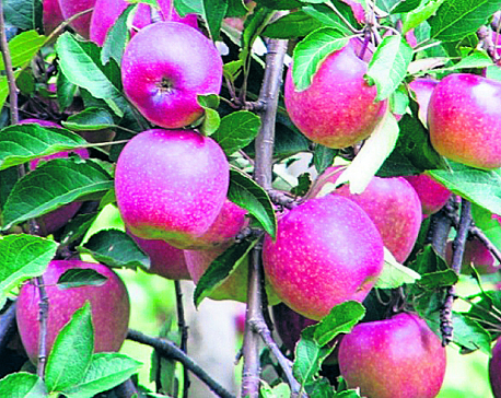 Jumla apple production area expanding